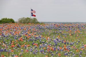 field of orange and purple flowers with a flag pole showing the american and state of texas flag.