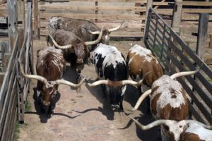 Multicolored steer in a pen.