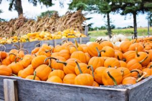 Cart full of pumpkins for sale.