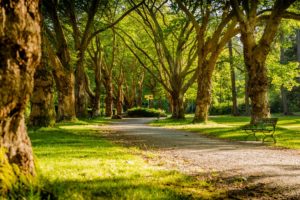 A tree-lined path