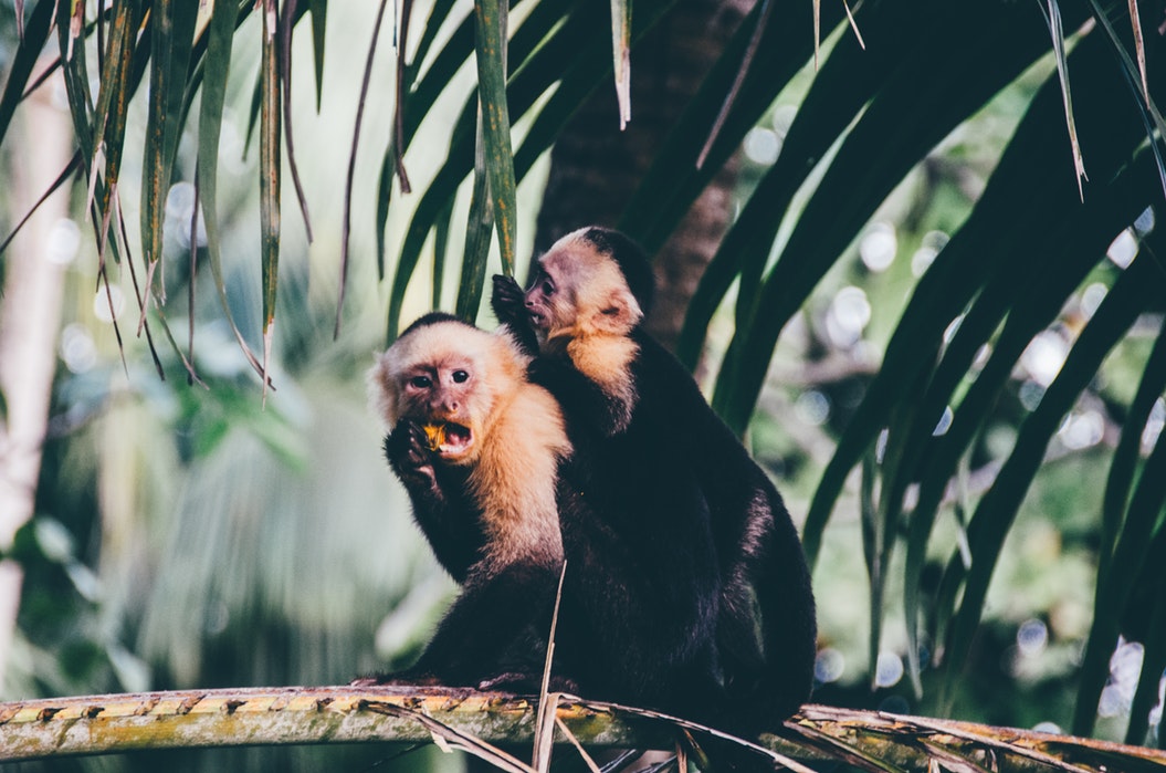 Monkeys at a zoo.