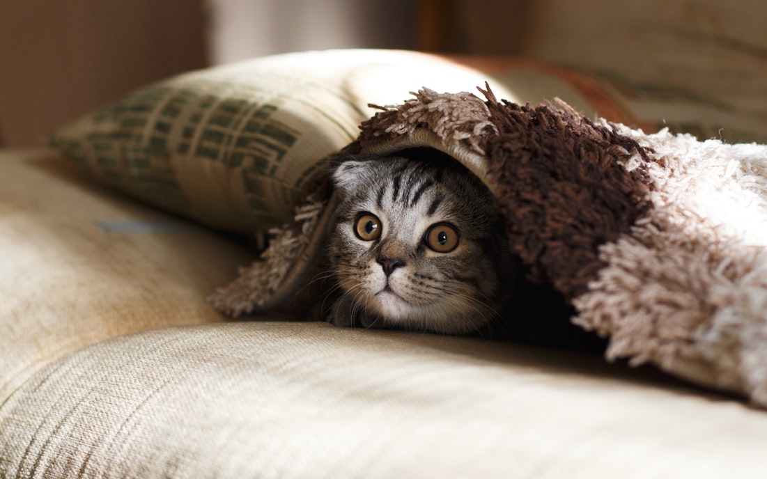 A cat hiding under a blanket.