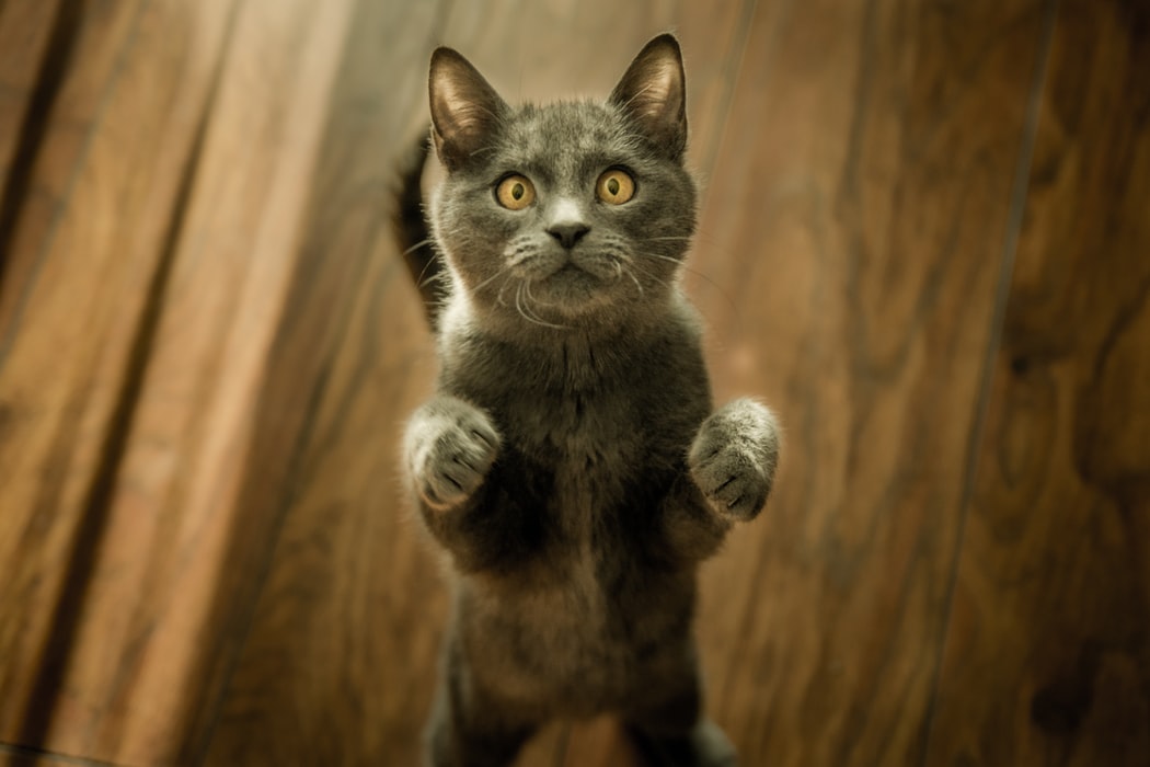 A cat standing on two legs.