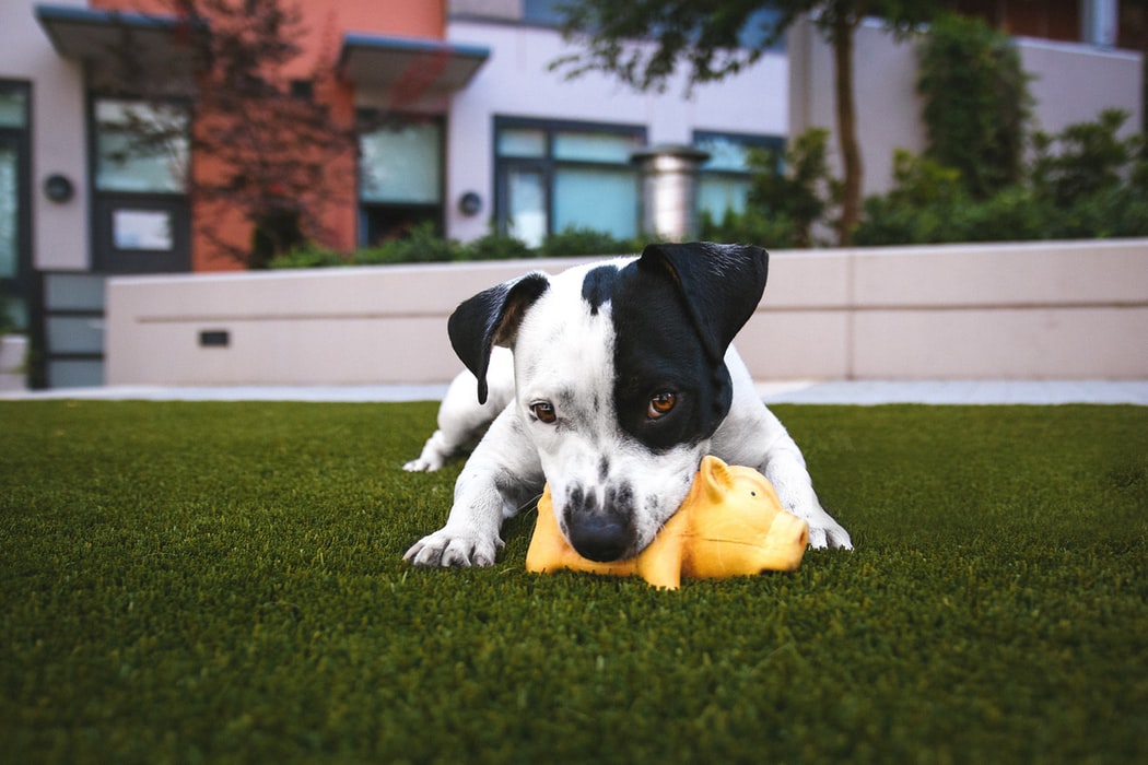 A dog playing with a toy.