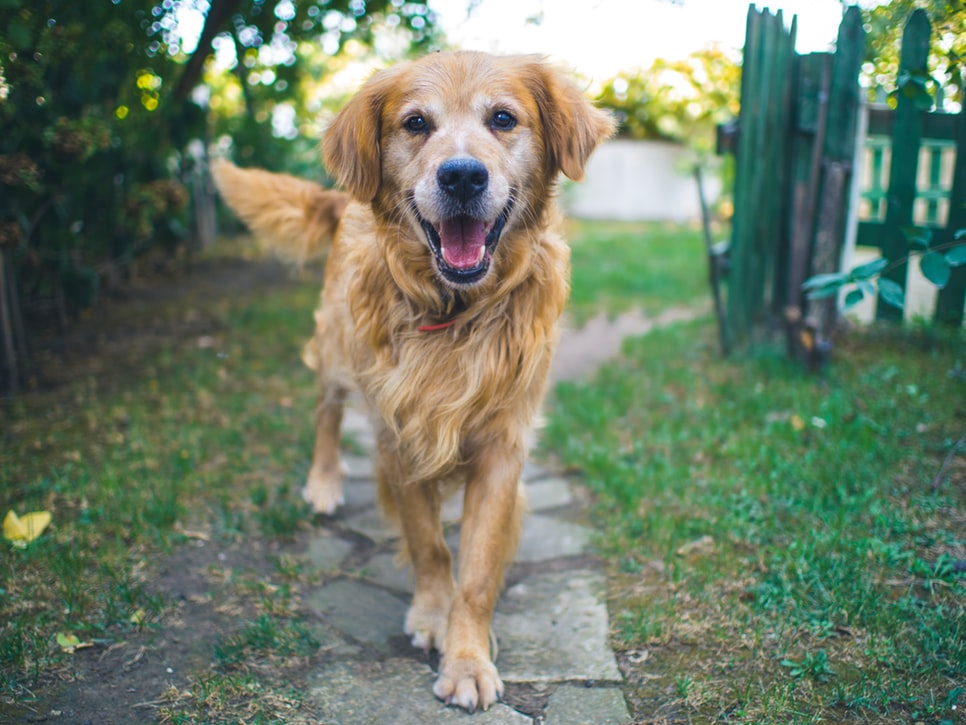 A dog in a yard.