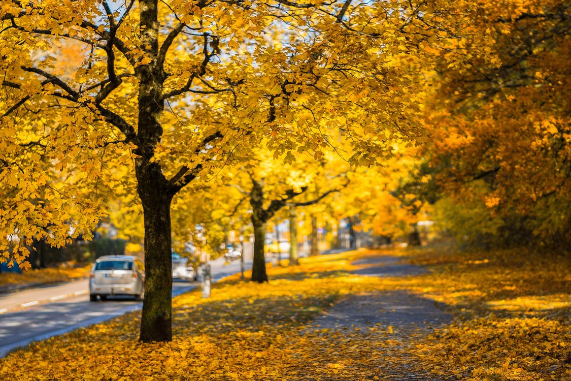 A tree-lined street.