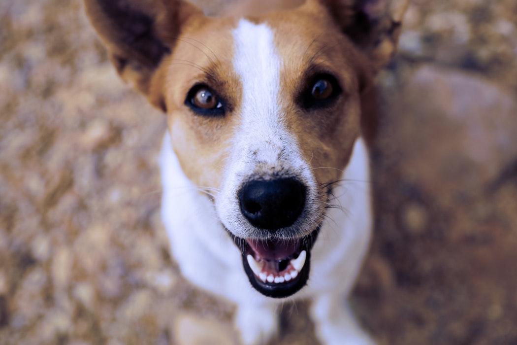 A dog brown and white dog sitting on a nature trail. 