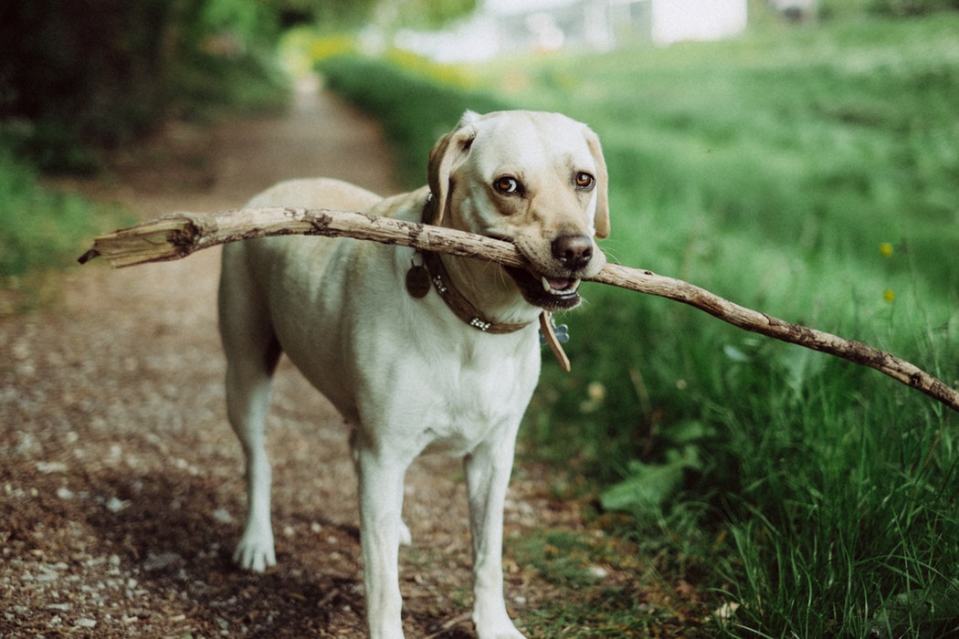 A dog playing fetch with a large stick. 