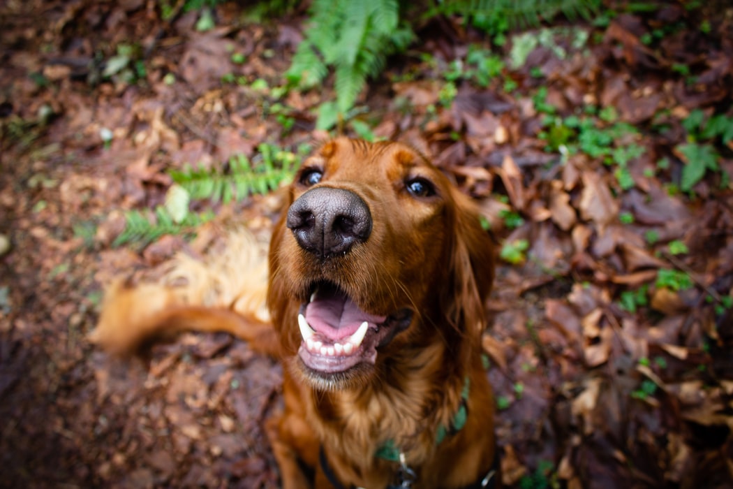 A large dog on a leash sitting in a leafy area. 