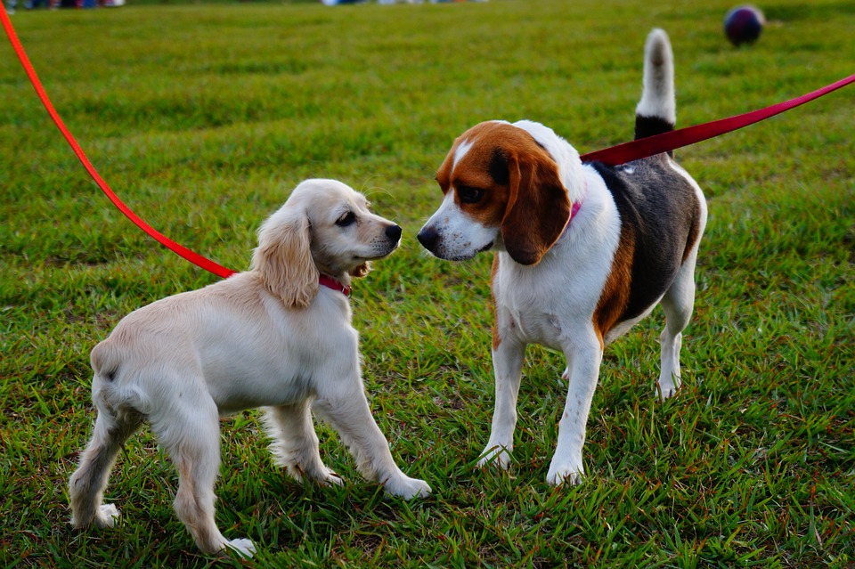 Two dogs on leashes sniffing each others noses.