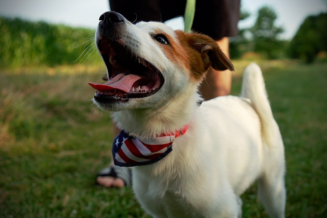 A white and brown dog wearing a bandana being walked on a leash by its owner.