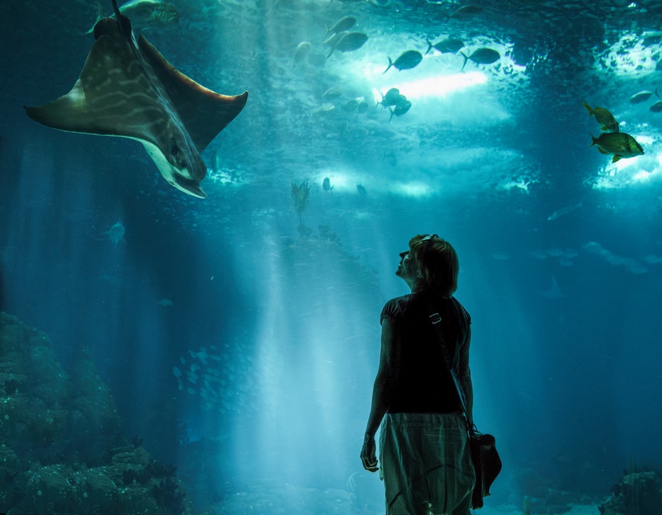 An aquarium's indoor attractions. 