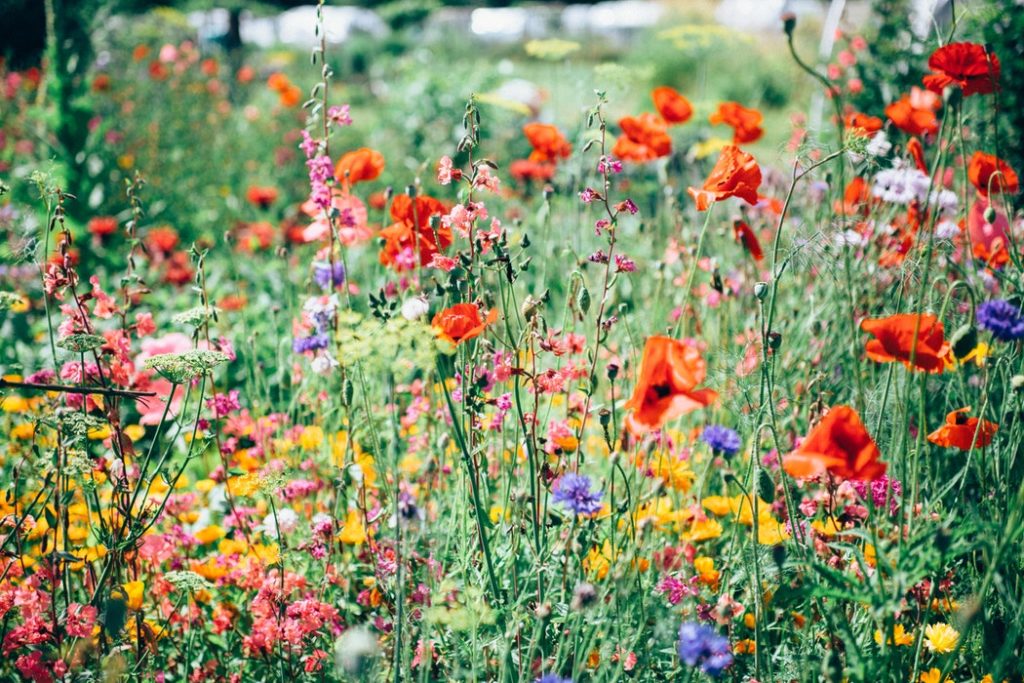 Flowers.