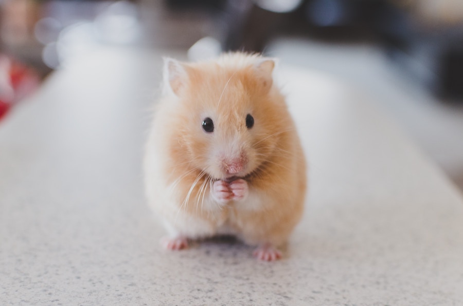 Consider hamsters when buying with pets