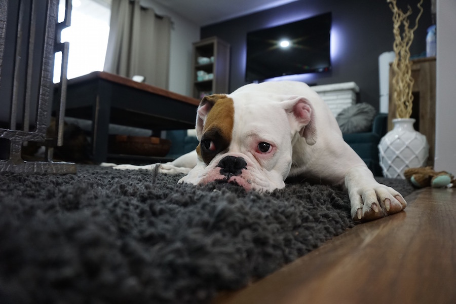 Dog on carpet