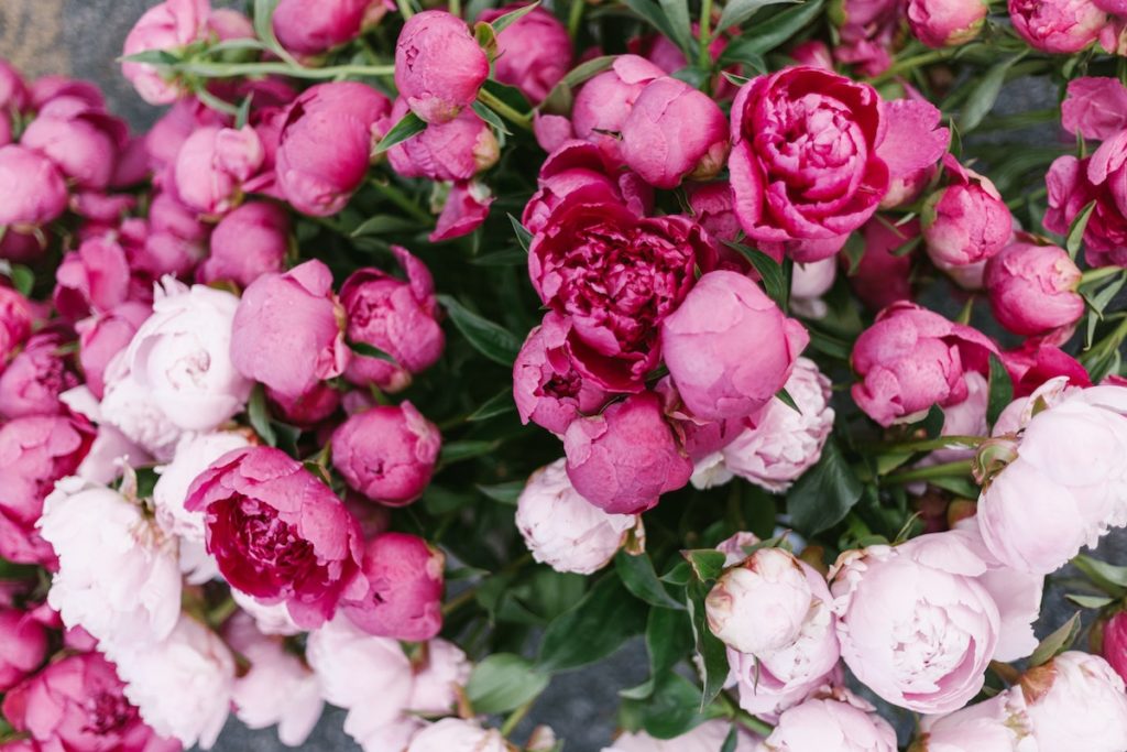 Peonies in a garden