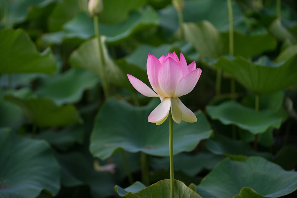 Lily at Fort Worth destinations